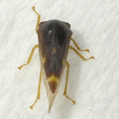 Cyrtolobus
