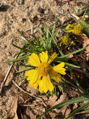 Helenium amarum