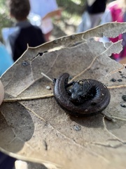 Batrachoseps nigriventris