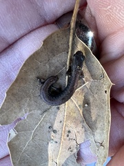 Batrachoseps nigriventris