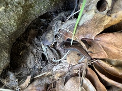 Batrachoseps nigriventris