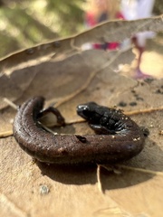 Batrachoseps nigriventris