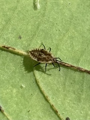 Cysteochila delineata