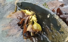 Pachymenia