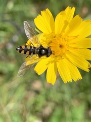 Melangyna viridiceps