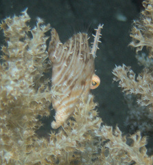 Acreichthys radiatus