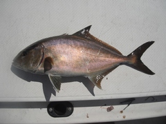 Seriola rivoliana