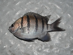 Abudefduf troschelii