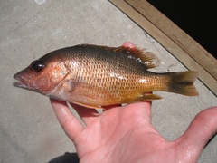 Lutjanus argentiventris