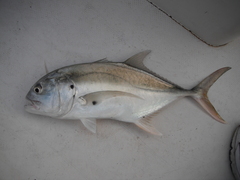 Caranx caninus