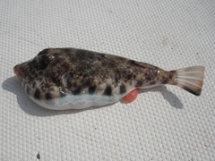 Sphoeroides lobatus
