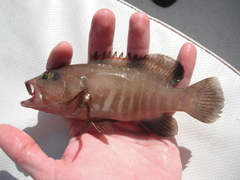 Cephalopholis panamensis