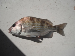 Orthopristis chalcea