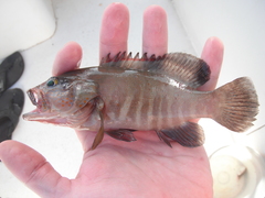 Cephalopholis panamensis