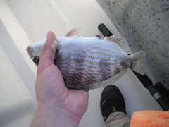 Orthopristis chalcea