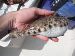 Sphoeroides lobatus