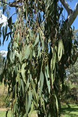 Eucalyptus camaldulensis × tereticornis