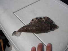 Sphoeroides lobatus