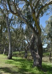 Eucalyptus camaldulensis × tereticornis