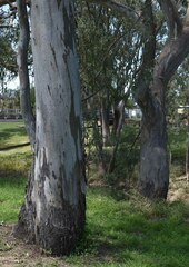 Eucalyptus camaldulensis × tereticornis