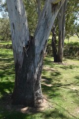 Eucalyptus camaldulensis × tereticornis