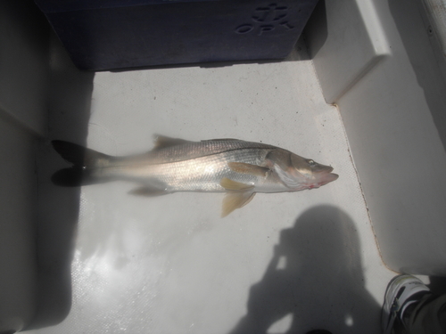 White snook (Centropomus viridis) — Centropomidae — 3