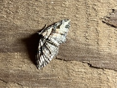 Costaconvexa centrostrigaria