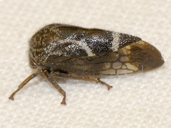 Smiliinae