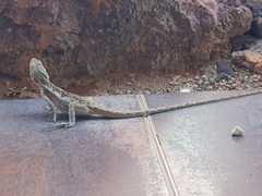 Amphibolurus centralis