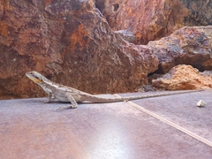 Amphibolurus centralis