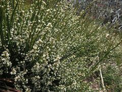 Choretrum pauciflorum