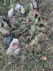 Opuntia cymochila