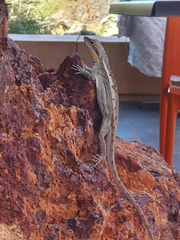 Amphibolurus centralis