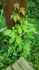 Parthenocissus quinquefolia