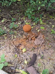 Battarrea phalloides