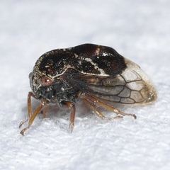 Smiliini