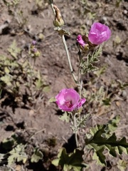 Sphaeralcea mendocina
