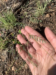 Astragalus flexuosus