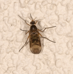 Sylvicola neozelandicus