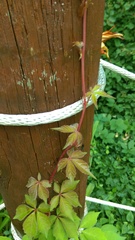 Parthenocissus quinquefolia