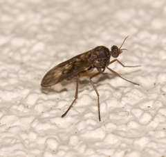 Sylvicola neozelandicus