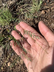 Astragalus flexuosus
