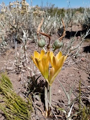 Zephyranthes gilliesiana