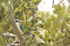 Todiramphus sanctus vagans