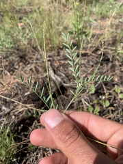 Astragalus flexuosus