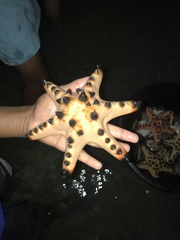 Protoreaster nodosus