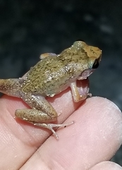 Eleutherodactylus rogersi