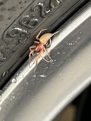 Dysderidae