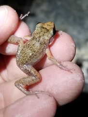 Eleutherodactylus rogersi