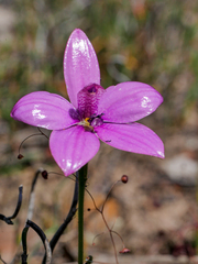 Elythranthera emarginata